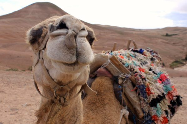 agafay-desert
