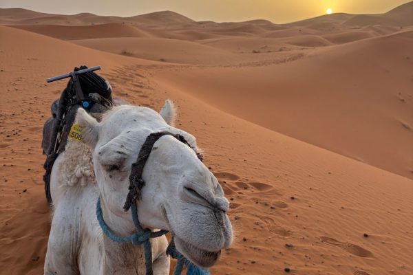 true-morocco